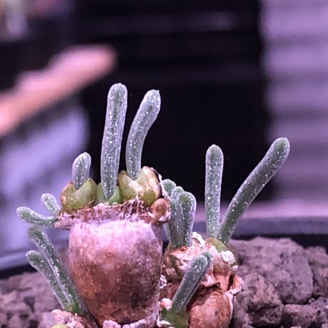 monilaria   pisiformis《SS  size》※現地球発根済株※モニラリア属　（最上位激希少種）※冬型caudex‼︎   ※mad black bowl pot植え
