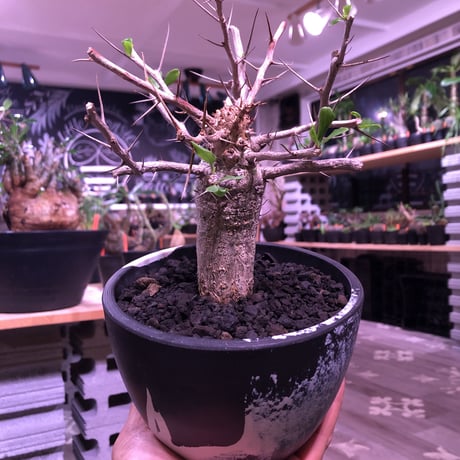 fouquieria    columnaris 観峰玉 《L size》mad  black  marble   bowl  pot  植え　※店主管理6年株