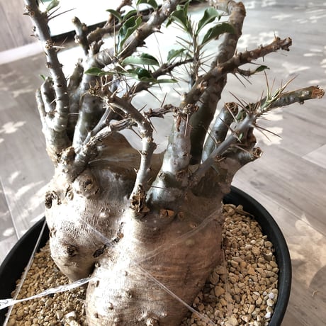packypodium   saundersii（XL size）