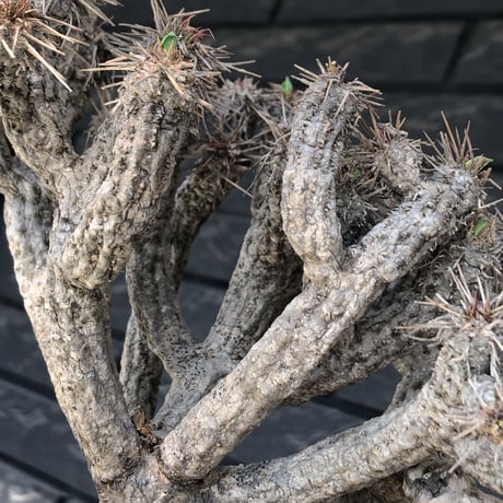 euphorbia  guillauminiana《大きめM size》※現地球発根後店主国内管理4年株※細めの枝ながら枝数多きcompactな躍動株‼︎※mad black pot植え