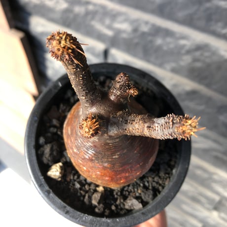 pachypodium gracilius《大きめS size》赤肌株※現地球発根後店主国内管理3年株※赤味も強くぼってり株元な選抜株※mad black pot植え