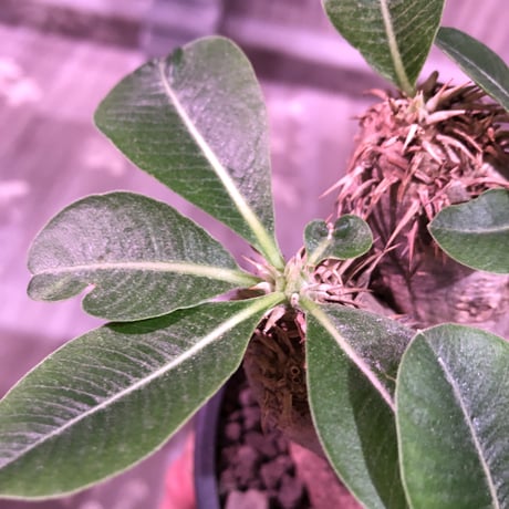 packypodium   roslatum var. eburneum（M size）※現地球発根済株※店主国内管理5年株※大変綺麗に纏まった美株エブレ※mad black pot植え