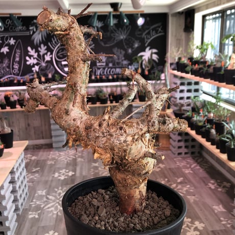 commiphora   humbertii《 L size》※発根済み株  男前な佇まい