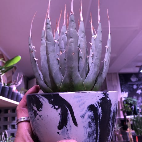 agave    utaensis  var, eborispina《L L size》※驚愕極美株※抜群にwild且つ美しいエボリスピナ‼︎※mad black marble bowl pot植え