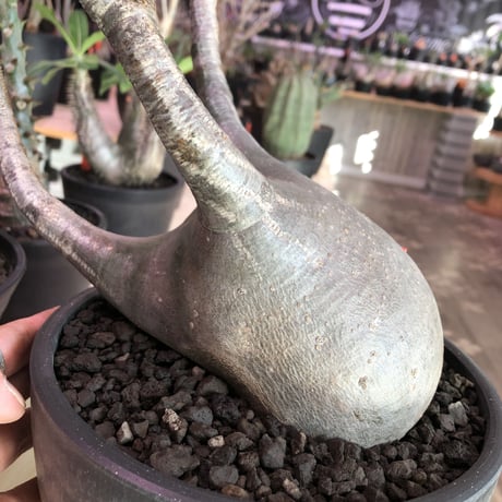 packypodium  gracilius《L  size》※現地球発根済み株‼︎  ※店主管理9年株‼︎※まだまだ成長中‼︎※mad black bowl pot植え