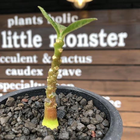 希少‼︎ dorstenia   gigas《大きめS size》littmon  seed🌱（実生株）※今季成長&枝振りに期待できる将来有望人気者ギガス※mad black pot植え