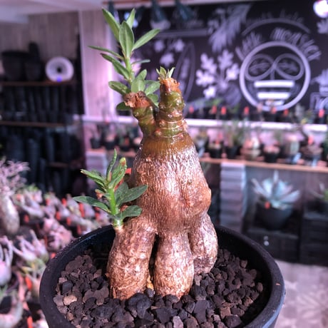 packypodium bispinosum 《M size》※現地球発根済株※小振りでも株元がwildな丁度良きサイズ感‼︎※mad black pot植え