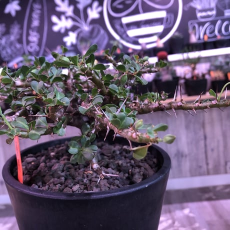 sarcocaulon  vanderietiae《L size》※サルコカウロン 希少夏型  mad  black  pot植え ※店主管理国内４年株