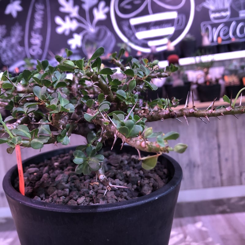 sarcocaulon vanderietiae《L size》※サルコカウロン 希少夏型