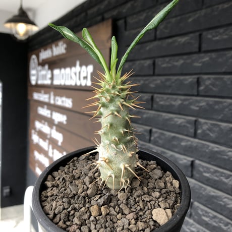pachypodium  ambongense  littmon seed🌱《M size》希少種※実生でも流通少なき将来有望株‼︎激オススメ株※mad black pot植え