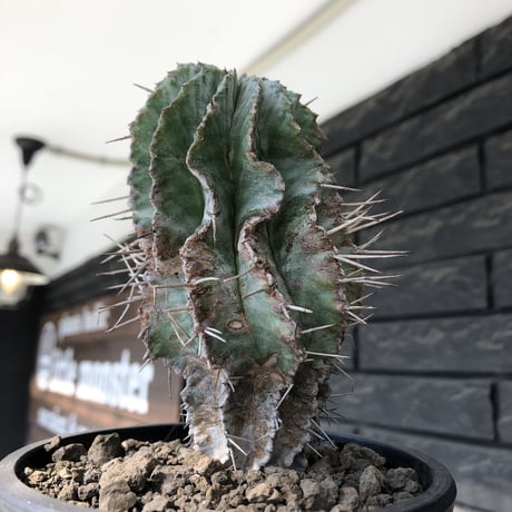 euphorbia horrida《大きめM size》※現地球発根後店主国内管理6年株※ワイルドな木質化に荒々しく刺々しい出立ちの一株※mad black pot植え