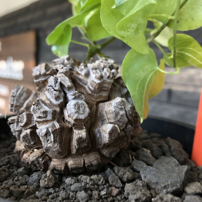 dioscorea elephantipes アフリカ亀甲竜《小さめM size》※現地球発根