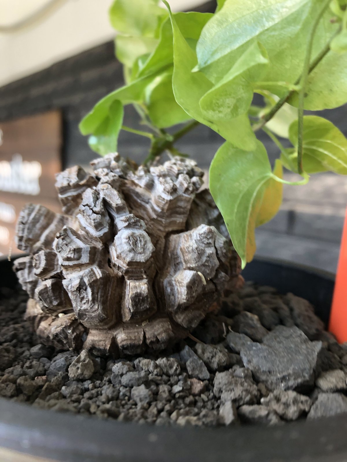 亀甲竜 サイズ13センチ位