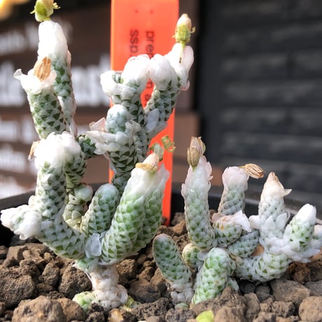 avonia recurvata ssp.buderiana《L size》希少種‼︎※現地球株発根済※肉厚で鱗の様な綺麗模様に白花を咲かせるかわいく枝振り良き一株※black pot植え