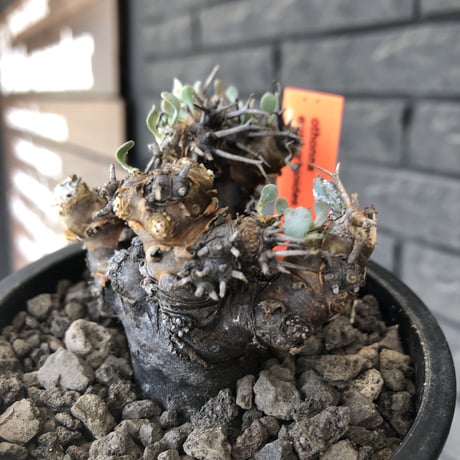 othonna  euphorbioides《M size》※現地球発根後店主国内管理3年株※compactに纏まり良き低重心weight低き選抜株‼︎※mad black pot植え