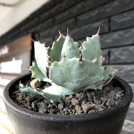 agave  isthmensis《M size》※現地球発根後店主国内管理2年株※weight低く締まり纏まり良き良バランス※mad black pot植え