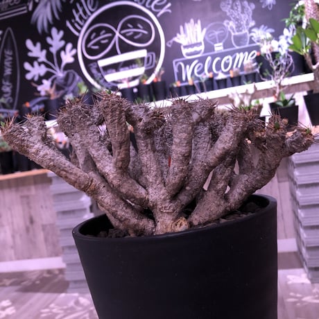 euphorbia  gullauminiana（ M size）