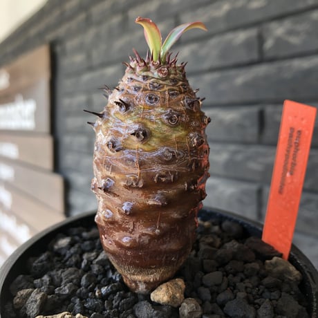euphorbia  pachypodioides《M size 》※現地球株発根済※ボコボコ立体的樹形‼︎葉表がグリーンで葉裏とお花が紫なのが魅力的※mad black bowl pot植え