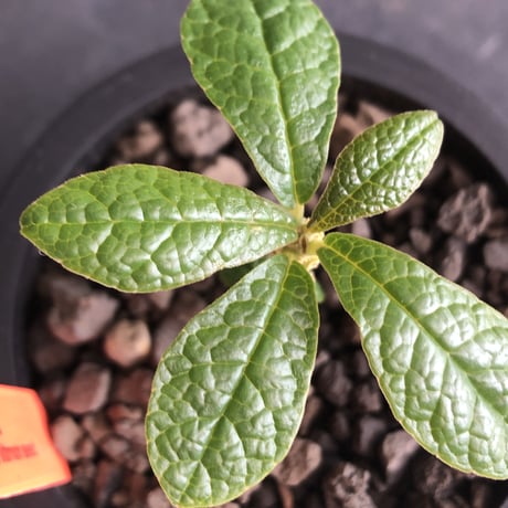 希少‼︎ dorstenia   gigas《大きめS size》littmon  seed🌱（実生株）※今季成長&枝振りに期待できる将来有望人気者ギガス※mad black pot植え