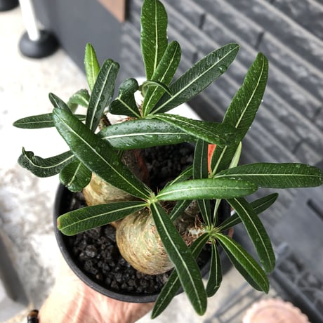 pachypodium gracilius《大きめS size》希少一部green肌&W-he'd株※現地球発根後店主国内管理2年株※霜降り迷彩柄の良樹形株※mad black bowl pot植え