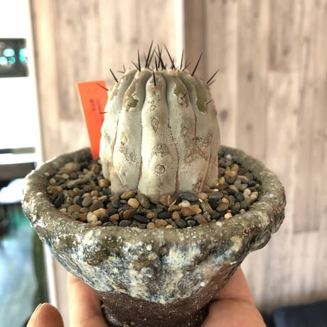 copiapoa   cinerea  黒王丸《M size》希少※現地球株自根株‼︎※店主国内管理2年株※大変白さ&サイズ感&balance良き黒王丸※陶器 pot植え