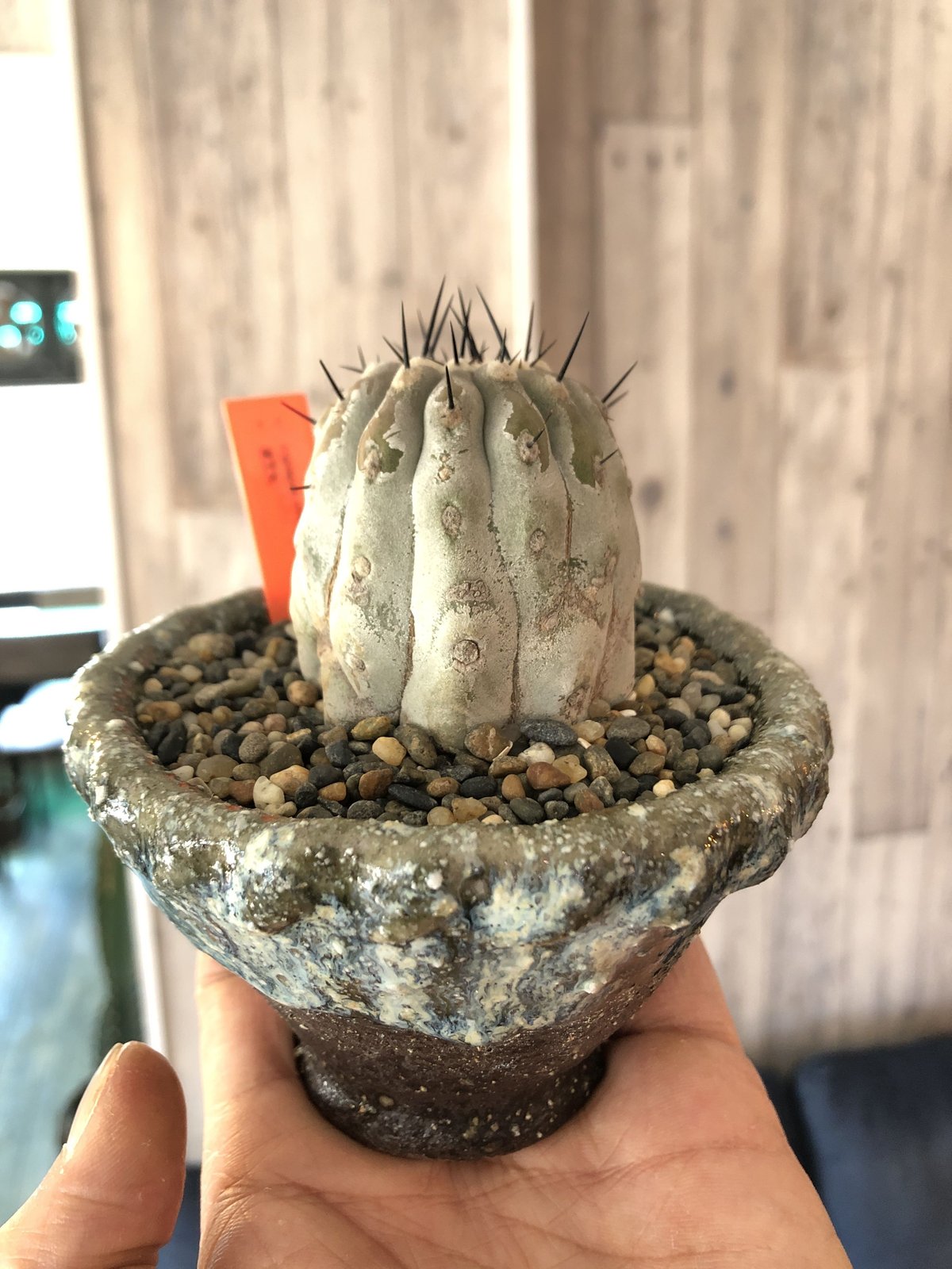 copiapoa cinerea 黒王丸《M size》希少※現地球株自根株‼︎※店主