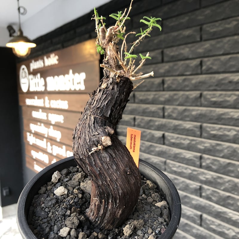 mestoklema tuberosum《大きめM size》※現地球発根後店主国内管理5年株