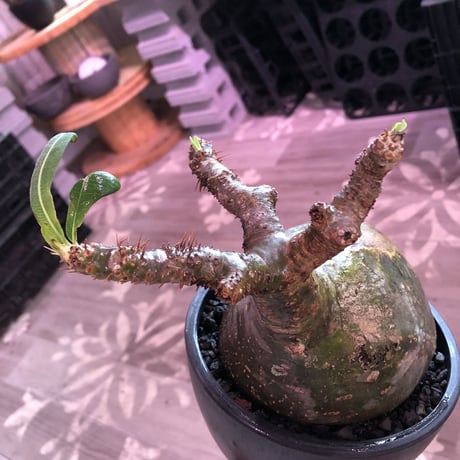 packypodium  gracilius《L size》激希少green肌※現地球発根済株※大きなパパイヤみたく激ぼってり樹形にウェイト低き良き装い※mad black bowl pot植え