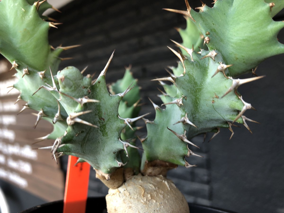 euphorbia tortioama《M size 》※現地球発根済株※店主国内管理3 euphorbia tortioama《M size 》※現地球発根済株※店主国内管理3