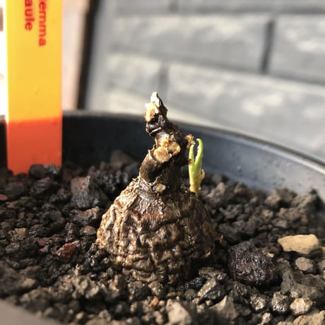 cyphostemma adenocaule《 M size》※現地球発根後店主国内管理3年株※希少種‼︎小振りでも黒味が強く味深き表皮を持つ一株※mad black pot植え