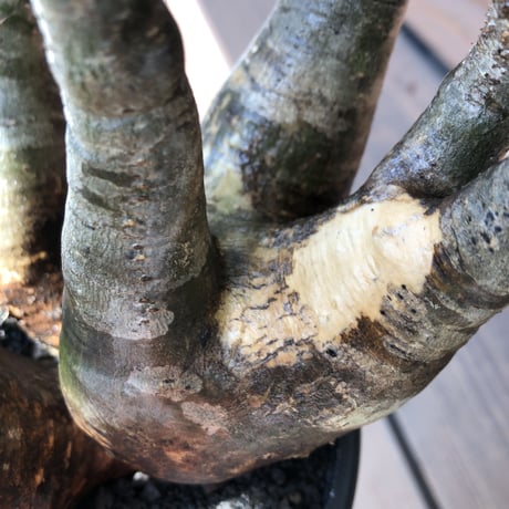 pachypodium gracilius《L size》現地焼け肌&3-he'd株※現地球発根後店主国内管理5年株※wild現地焼け肌の上アシンメトリーな良樹形※mad black pot植え