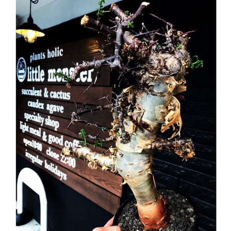 commiphora eminii《LL size》※現地球発根後店主国内管理6年株※極太幹を持つ激wildな出立ちが堪らない‼︎※mad black tall pot植え