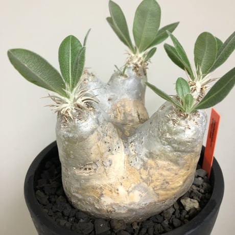 pachypodium  eburneum《L size》※現地球株発根済※エブレらしい樹形に極美しい白肌が魅力的な一株※mad black bowl pot植え