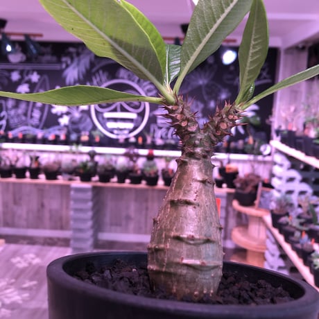 packypodium  windsori i× baronii  《S size》双方の良さが活きた将来有望美株‼︎  ※mad  black  pot植え