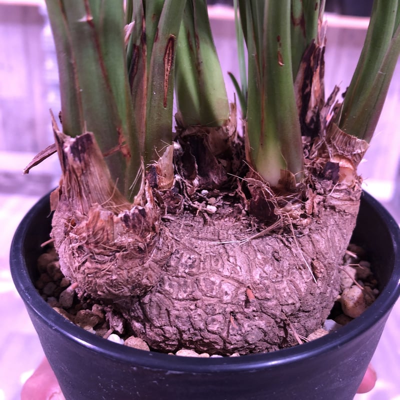 専用出品 セット、特割 カリバナス フーケリー calibanus hookeri《M size》希少・極美株 ※地植え可能なフーケリー