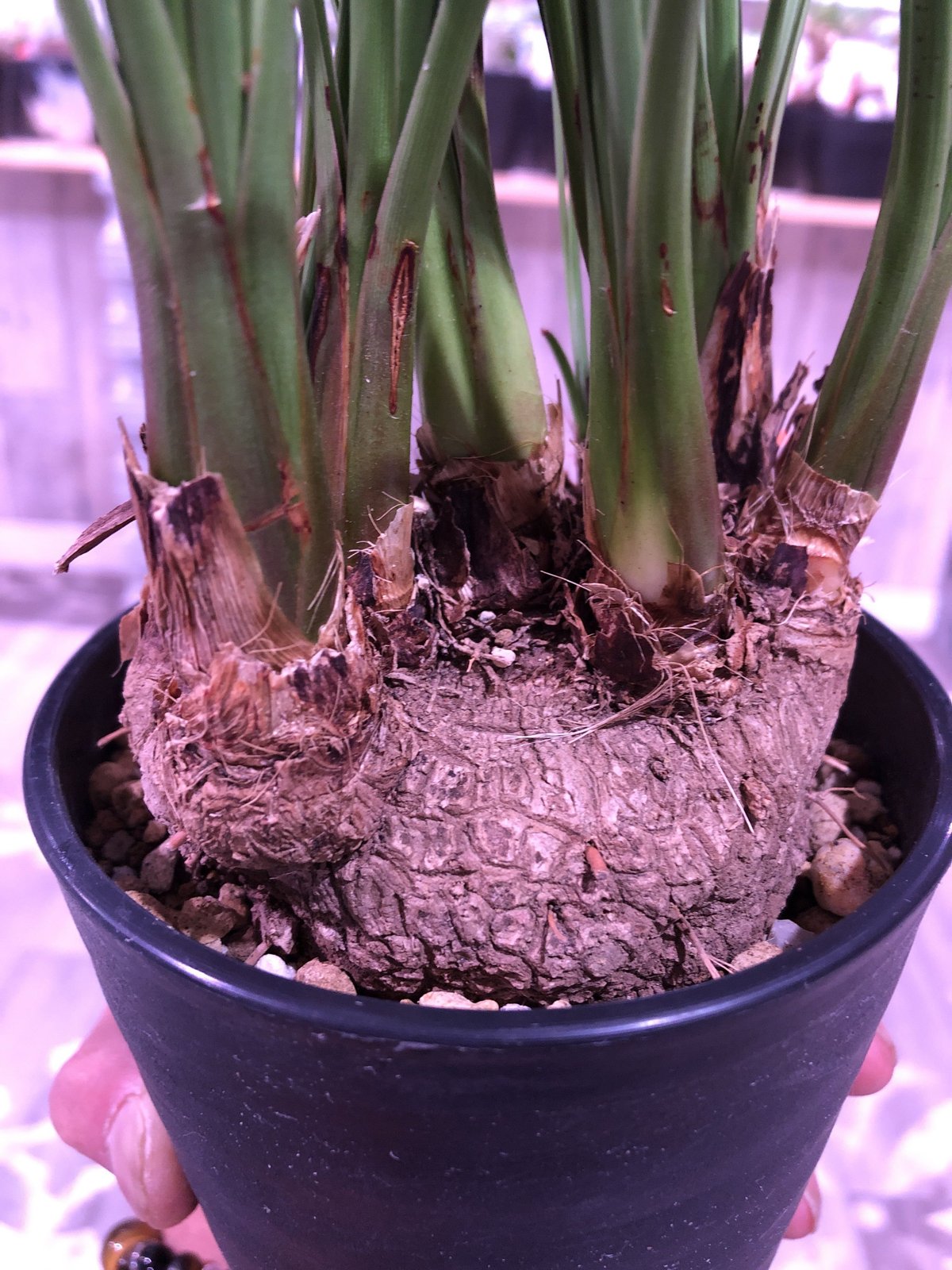 calibanus hookeri《M size》希少・極美株 ※地植え可能なフーケリー