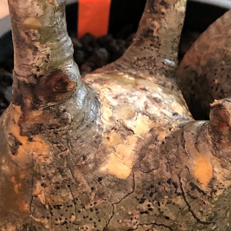 pachypodium gracilius 《大きめL size》※W-he'd株※現地球発根済株※店主国内管理4年株※良サイズ感‼︎アシンメトリーなニ分頭株※mad black bowl pot植え