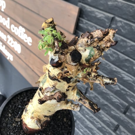 commiphora  holtziana《LL size》※現地球発根後店主国内管理3年株※weight低め且つ極太幹も味深くカッコいい一株※mad black bowl pot植え