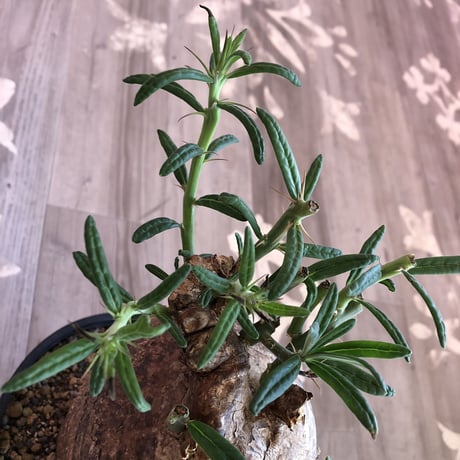 packypodium  succulentum《L L size》希少size‼︎大株！！