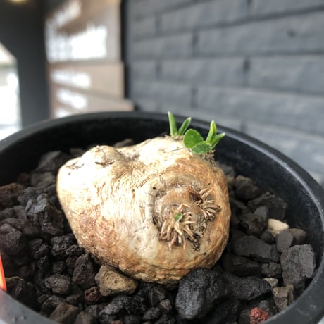 pachypodium  brevicaule恵比寿笑い《S size》※現地球発根後店主国内管理2年株※逆に流通少なき激かわサイズ‼︎ほっこりし堪らない一株‼︎※mad black pot植え