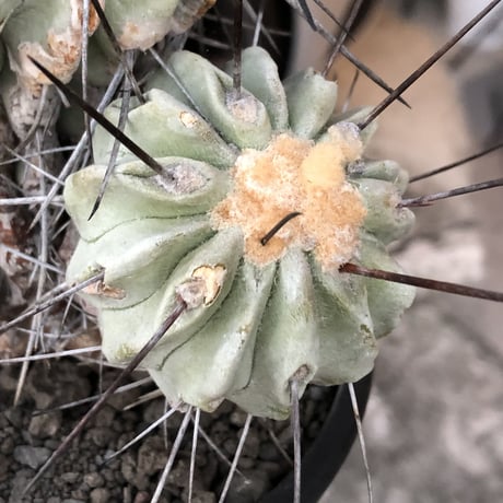 copiapoa cinerea ver.dealbata《L size》※現地球発根後店主国内管理21年株※極上の極みな黒士冠‼︎wild感が堪らない※mad black bowl pot植え