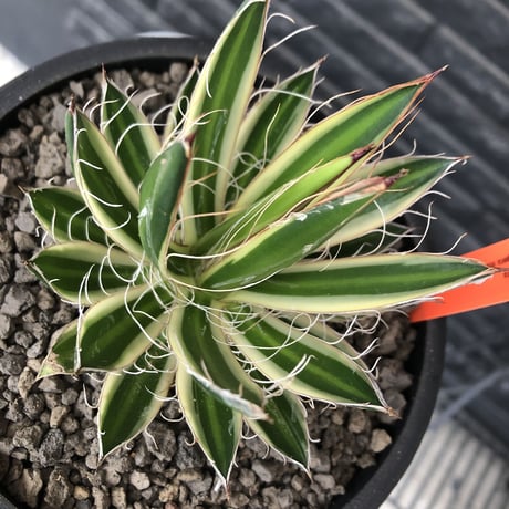 agave filifera ssp.schidigera班入り《M size》※現地球発根後店主国内管理2年株※大変美しくそして締まり良き一株‼︎※mad black bowl pot植え