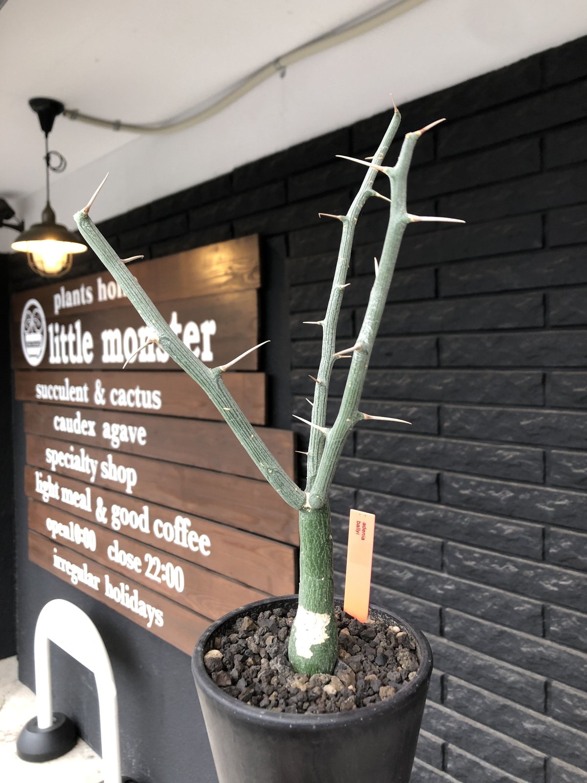 アデニアペリエリ現地球発根済み安定株