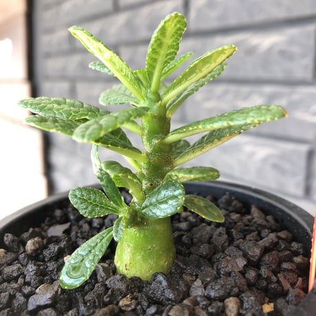 希少‼︎ dorstenia gigas《S size》littmon  seed🌱（実生株）※大変枝振り含め将来へ高期待できる激選抜株‼︎ ※mad black pot植え