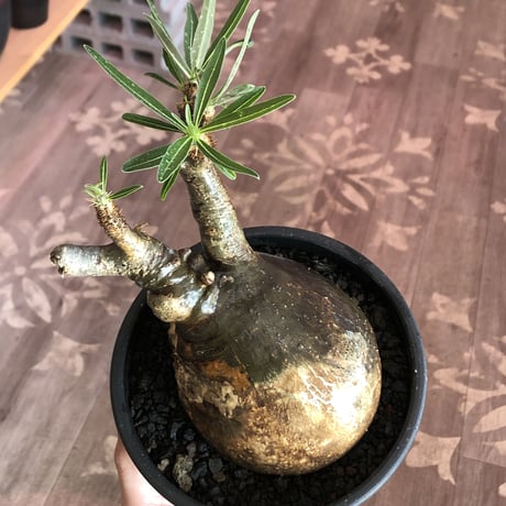 pachypodium gracilius《小さめL size》希少black肌+現地焼け※現地球発根後店主国内管理2年株※wildなcontrast株‼︎※mad black bowl pot植え