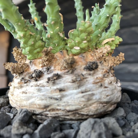 euphorbia gorgonis《XL size》big株※現地球発根後店主国内管理3年株※人気🐙タコもの‼︎美多肉質葉&木質wild塊根の二面性が魅力※mad  black  pot植え