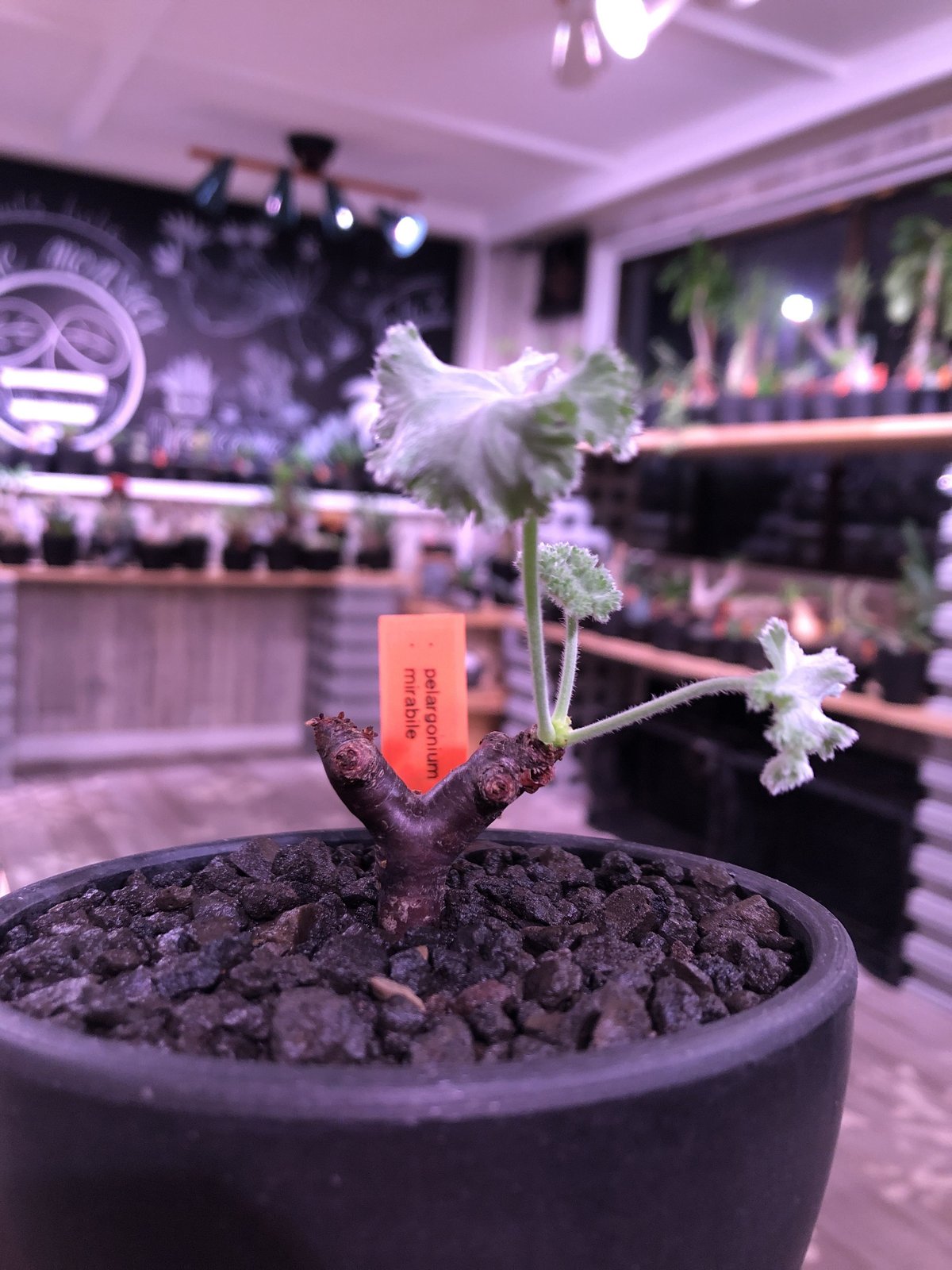 pelargonium mirabile《S size》追加第二弾‼︎ 芽吹き済み株‼︎