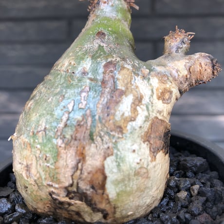 packypodium  gracilius《M size》希少green肌ニ頭枝＆半面現地焼け※現地球発根済株※店主国内管理3年株※interior性高く良き歪感※mad black pot植え