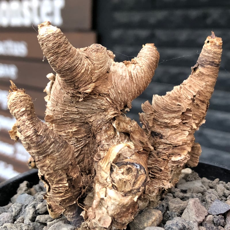 euphorbia itremensis《M size》※現地球株発根済③※極めて良き枝振りを