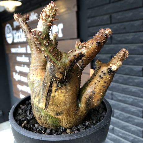 pachypodium makayense《L size》三分頭株green &gold肌&現地焼け※現地球発根後店主国内管理5年株※えげつない極wild※black bowl pot植え